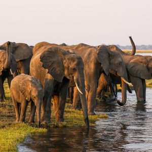 Reisverslag #5 – Namibië, Botswana en Zuid-Afrika 2024: Naar Botswana, Chobe national park en Victoria Falls