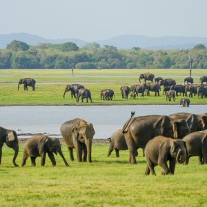 De boeken die we lazen in 2025 – Boeken over Sri Lanka, Maleisië, over leven in de natuur, en (nieuwe) Nederlandse literatuur